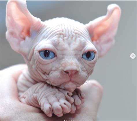 These Sphynx Babies Will Instantly Melt Your Heart Cute Hairless Cat