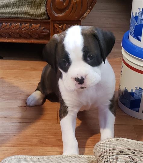 Check spelling or type a new query. Boxer Puppies For Sale | Millville, NJ #323310 | Petzlover