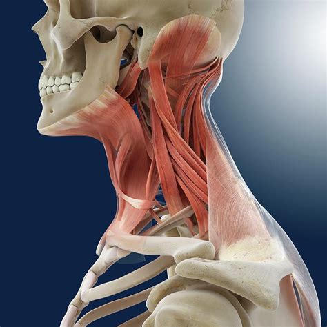 Muscles Of The Neck Anatomy Images And Photos Finder
