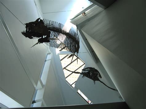 The Prehistoric Collection At The Royal Ontario Museum In Toronto