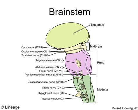Brainstem Neurology Medbullets Step 1