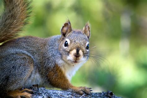 Researchers Find Link Between Squirrel Stress Unhealthy Microbiomes