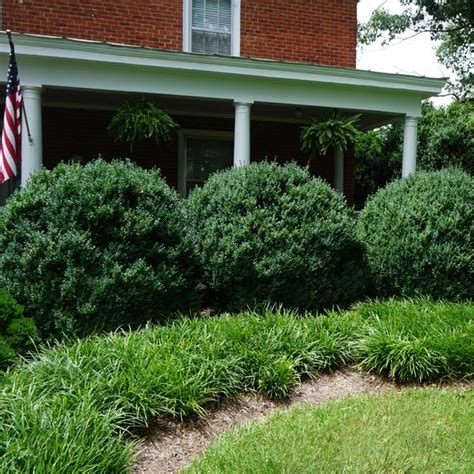 American Boxwood Buxus Sempervirens From Saunders Brothers Inc