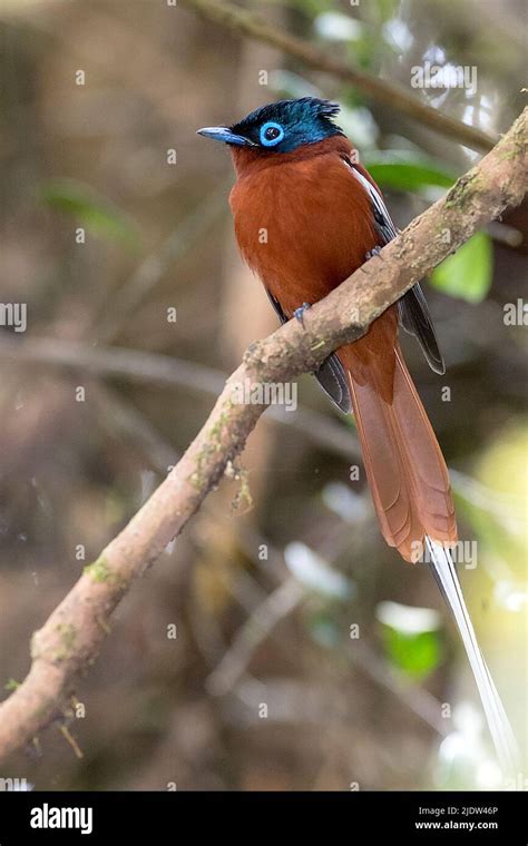 Male Of The Malagasy Paradise Flycatcher Terpsiphone Mutata Red Morph