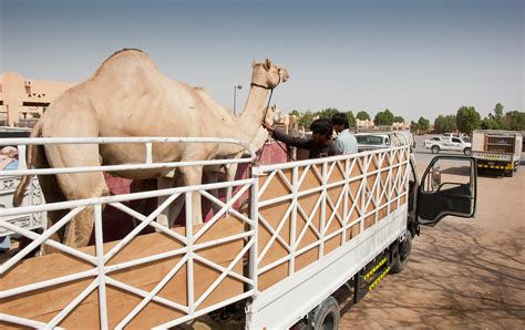 Camel market al ain is a tourist attraction in abu dhabi. New arrivals | Al Ain Camel Market, Abu Dhabi, UAE. Camels ...