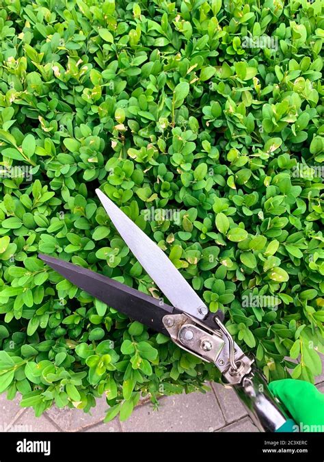Hands Are Cut Bush Clippers In Garden Stock Photo Alamy