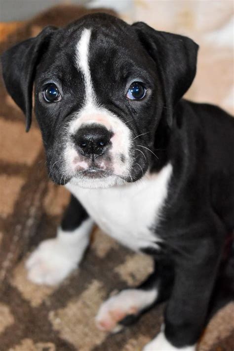 We love placing our boxers with loving homes. Boxer Puppies For Sale | San Jose, CA #272021 | Petzlover