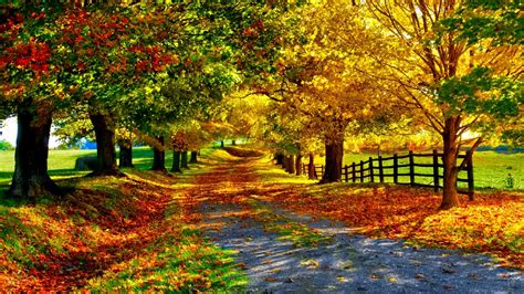 Autumn Path Wallpaper And Background Image 1366x768 Id