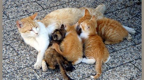 Healthy cats are unlikely to suffer from birthing difficulties, however mechanical blockage and uterine inertia occur in some cats. BMC to sterilise stray cats under Animal Birth Control ...