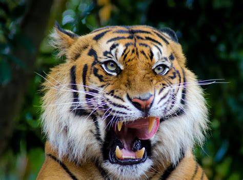 Sumatran Tiger Panthera Tigris Sumatrae Zoochat