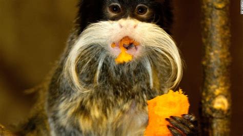 Uks Paignton Zoo Bans Monkeys From Eating Bananas For Health Reasons Cnn