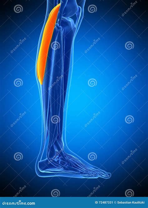 The Lateral Gastrocnemius Bursa Royalty Free Illustration