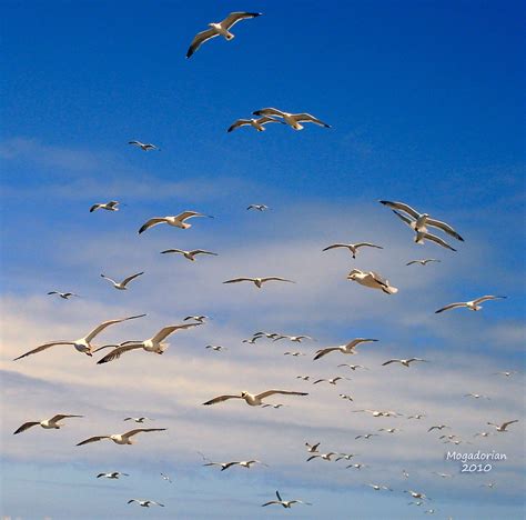 Seagulls | seagulls, essaouira,Morocco | mogadorian | Flickr