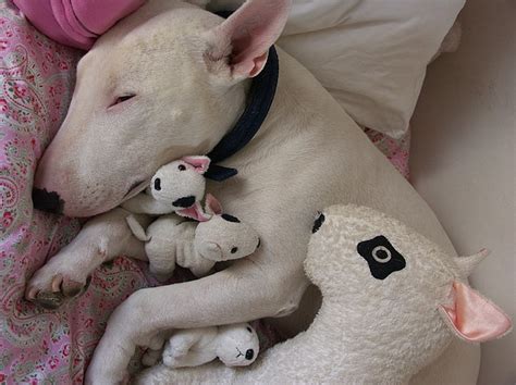 The Position Your Bull Terrier Sleeps Tells You A Lot About Them Here