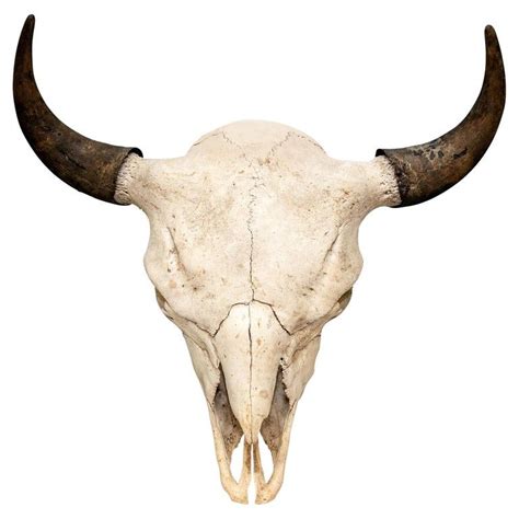 Buffalo Animal Buffalo Skull Skulls For Sale Animal Skulls Animal
