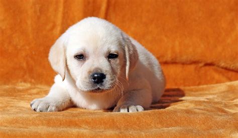 Wordpress › Error Miniature Labrador Labrador Retriever Puppies