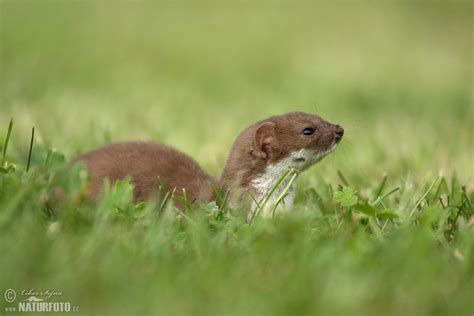 Least Weasel Photos Least Weasel Images Nature Wildlife