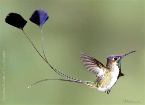 Marvelous Spatuletail Beautiful Birds Rare Birds Hummingbird