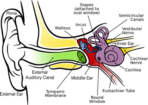 Ear Anatomy And Hearing