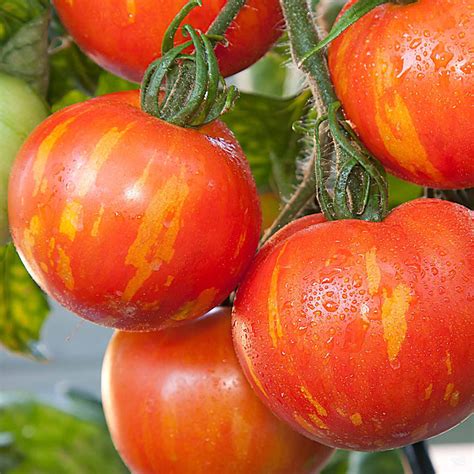 Tomato Mr Stripey — Green Acres Nursery And Supply