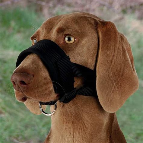 Top 10 Best Dog Muzzles Reviews Best Top Care With Dogs