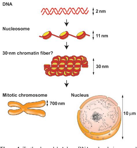 Figure 1 From New Insight Into The Mitotic Chromosome Structure Irregular Folding Of Nucleosome