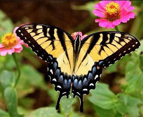 Papilio Appalachiensis Appalachian Tiger Swallowtail Female Artofit