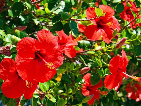 Hibiscus Pictures Of Flowering Plants How To Care And Grow Hardy