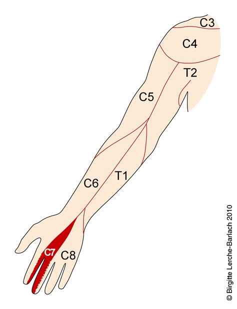 Dermatomo C7