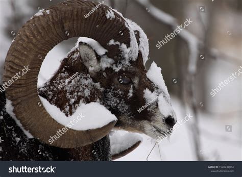 Male Mouflon Ovis Orientalis Winter Scene Stock Photo 1528234034