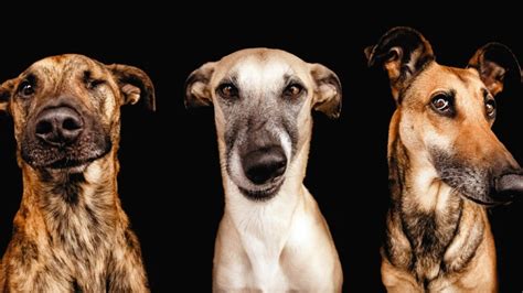 Интересные факты о собаках: описание, фото и видео - «Как ...