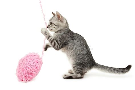 Small Cat Playing With Ball Stock Image Image Of Kitty Furry 33799771