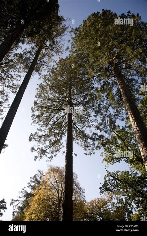 Sequoiadendron Giganteum Wellingtonia Trees Stock Photo Alamy