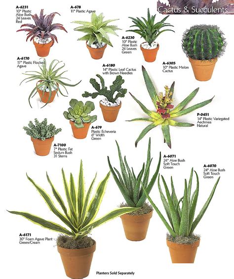 They are found in many shapes and sizes, and are able to survive in diverse habitats. Artificial Plastic Cactus PLANTS & Rocks
