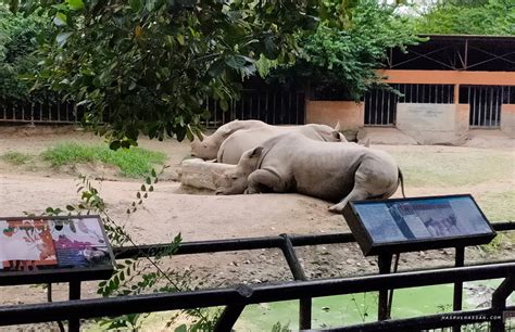 Check out the reviews and what others say about them. Melawat Zoo Taiping Bersama Anak-Anak Waktu PKPP