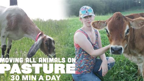 MOVING GOATS COWS And CHICKENS DAILY ON PASTURE In MIN YouTube