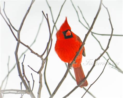 Red Cardinal Bird Perched On Bare Branches Nature Bird Wall Etsy