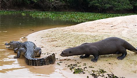 It lives only in the rivers and creeks of the amazon, orinoco, and la plata river systems. Giant Otters Meet Caiman