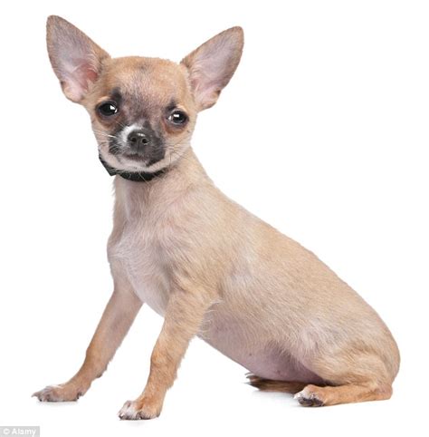 Chihuahua Sex Qbn