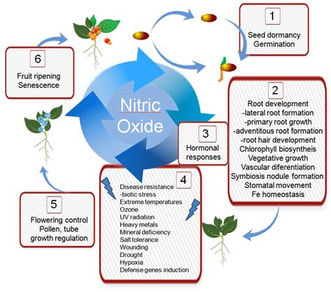 Nitric Oxide Participates In Morphogenesis And Development Of Plants