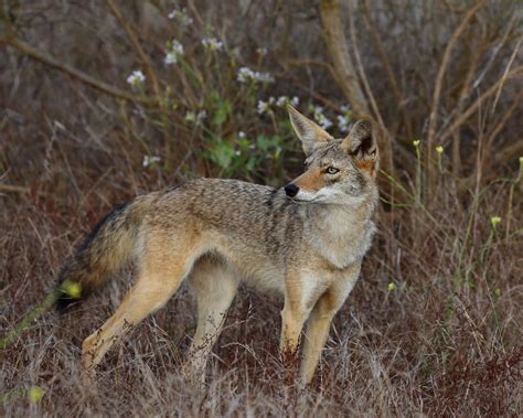 Coyote Mammals Of Wisconsin · Inaturalist