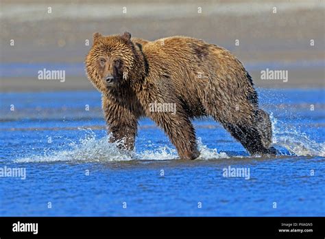 Brown Bear Running Through A River At Silver Salmon Lodge Lake Clark