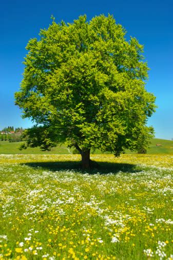 Single Old Beech Tree Stock Photo Download Image Now Istock