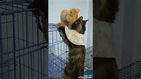 Pertemuan Ibu Dan Anak Kucing Nya Yang Dramatis Youtube
