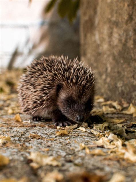 Hedgehog Welfare, based in Foston near Grantham, reassures the public ...