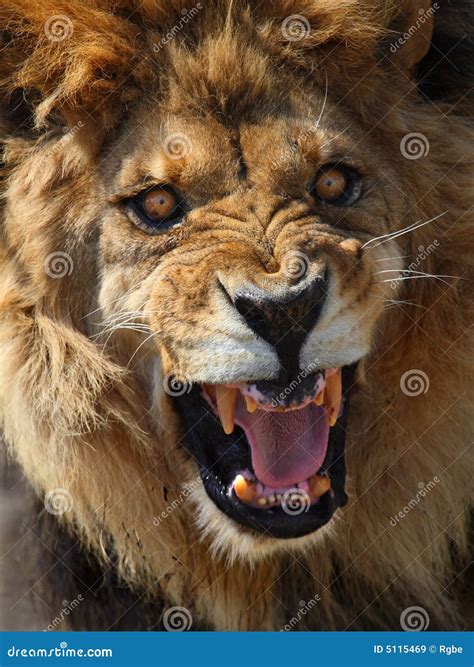 Lion Royalty Free Stock Images Image 5115469