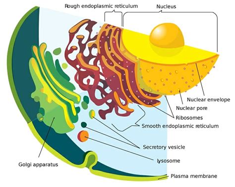 The smooth endoplasmic reticulum synthesizes lipids. Rough Endoplasmic Reticulum - Definition, Function and ...