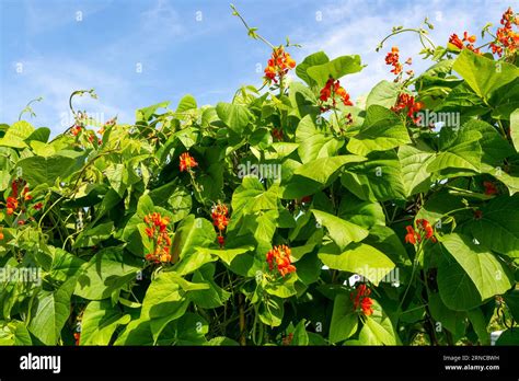 Leaves And Red Flowers Of Scarlet Runner Bean Plant Phaseolus