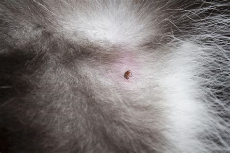 What Does A Tick Bite Look Like On A Cat
