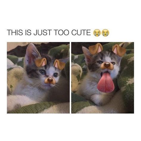 22 Cats That Have Mastered The Snapchat Filter Game Cute Animals